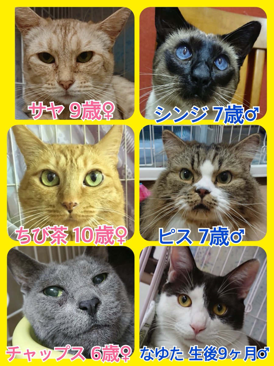 🐾今日から2月です😃ニャンワン🐱🐶の日🐾今日の里親様募集中ニャンコ🐱メンバーです🐾2019,2,1